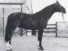 stallion Eros (Hanoverian, 1973, from Endflug)
