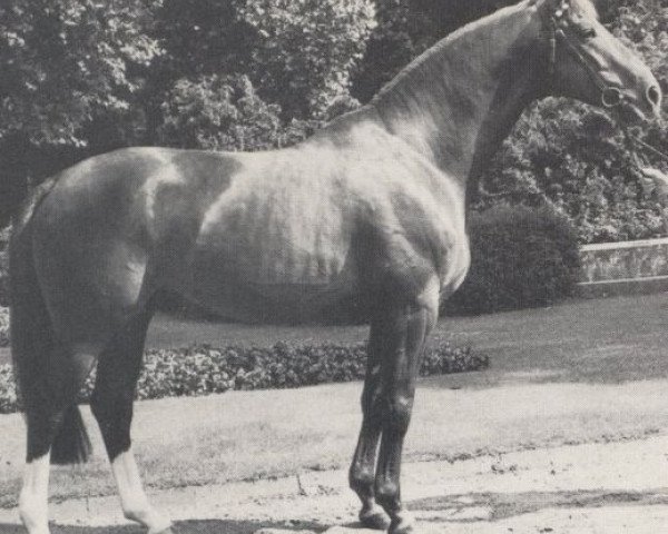 horse Pascal (Westphalian, 1974, from Paradox I)