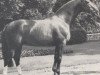 stallion Pascal (Westphalian, 1974, from Paradox I)