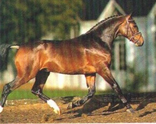 stallion Audax (Hanoverian, 1992, from Andiamo)