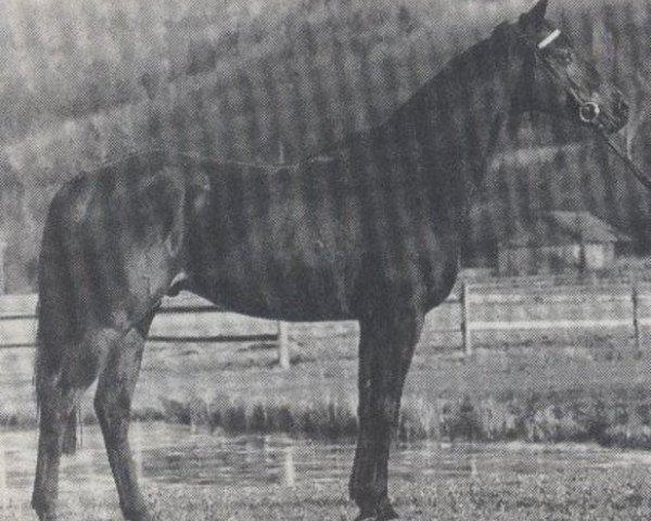 stallion Alex xx (Thoroughbred, 1977, from Experte xx)