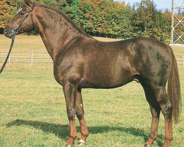 stallion Korporal (Württemberger, 1978, from Kornett II)