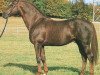 stallion Korporal (Württemberger, 1978, from Kornett II)