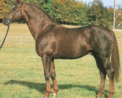 stallion Korporal (Württemberger, 1978, from Kornett II)