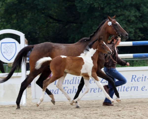 dressage horse Saint's Blade (Westphalian, 2012, from Saintico)