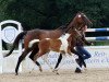 dressage horse Saint's Blade (Westphalian, 2012, from Saintico)