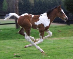 jumper Sevin Rox (Westphalian, 2011, from Saintico)