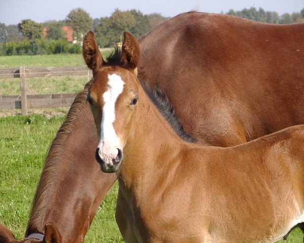 Springpferd Lord Grannus (Hannoveraner,  , von Lord Argentinus)