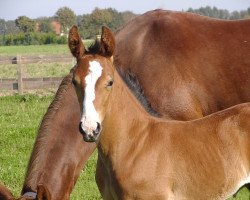 jumper Lord Grannus (Hanoverian,  , from Lord Argentinus)