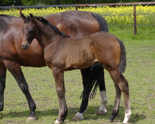 jumper Calihda (Hanoverian, 2010, from Conteur)