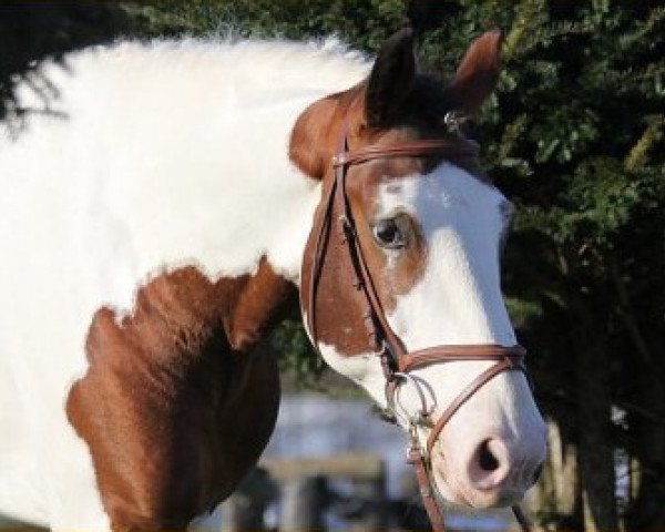 stallion Saintico (Westphalian, 2007, from Samico F)