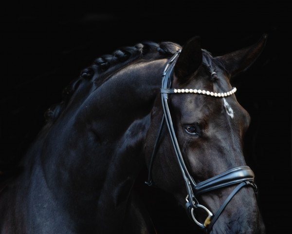 dressage horse Barcelona 73 (Oldenburg, 2016, from Bordeaux 28)