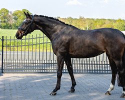 dressage horse Chiccira (Hanoverian, 2015, from Coal Diamond)