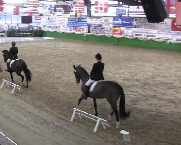 dressage horse Colina 31 (Rhinelander, 2005, from Co-Pilot)