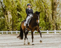 dressage horse Chiccolino 8 (Westphalian, 2010, from Corlensky G)