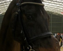 dressage horse Disco (Westphalian, 2000, from Danny de Vito 2)