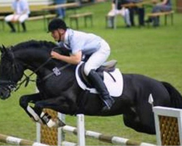 stallion Gloriosus (Oldenburg, 1993, from Glorieux)