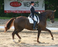 dressage horse Forssell (Westphalian, 2001, from Fleurop)