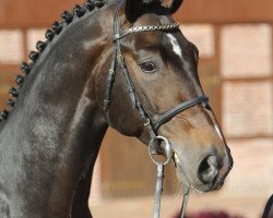 jumper Arconletto (Oldenburg show jumper, 2007, from Argentinus)