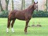 stallion Fritz (Hanoverian, 2008, from Farewell III)