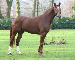 stallion Fritz (Hanoverian, 2008, from Farewell III)