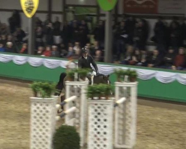 horse Tristan 247 (Belgian Warmblood, 1996, from Major de la Cour)