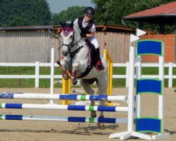 jumper Gloria Rocca (Connemara Pony, 2009, from Garryhinch Millrace)