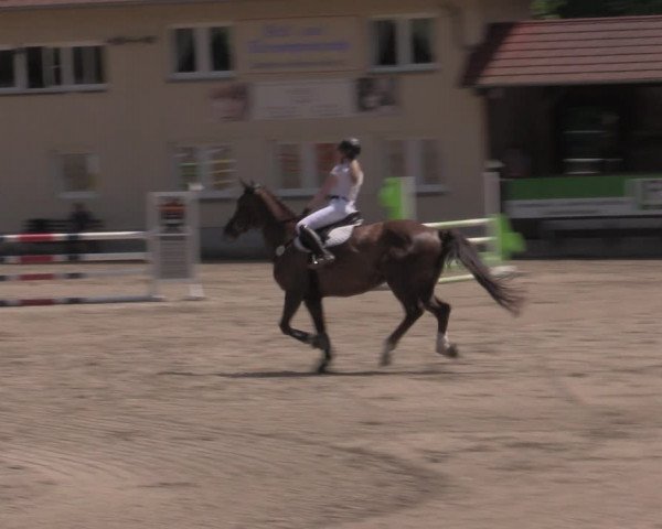 Reitturnier Lgl.-Oberhain, B95 2022