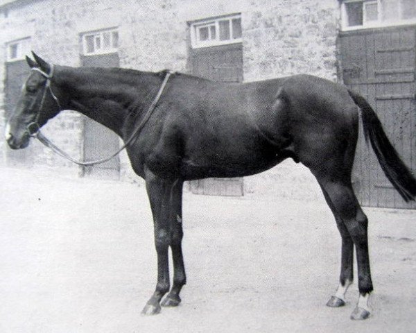 stallion Como xx (Thoroughbred, 1942, from Sir Cosmo xx)