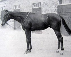 stallion Como xx (Thoroughbred, 1942, from Sir Cosmo xx)