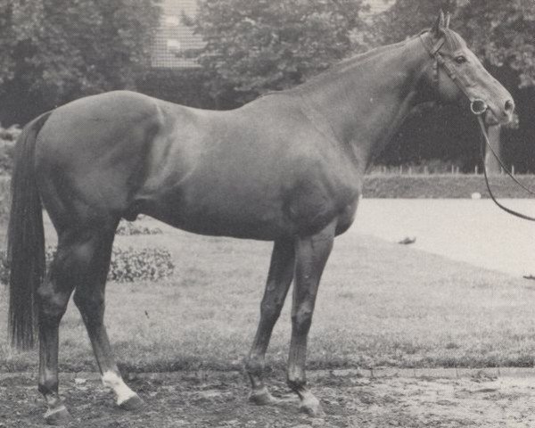 Pferd Bream xx (Englisches Vollblut, 1967, von Hornbeam xx)