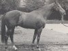 stallion Bream xx (Thoroughbred, 1967, from Hornbeam xx)