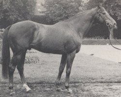 stallion Bream xx (Thoroughbred, 1967, from Hornbeam xx)