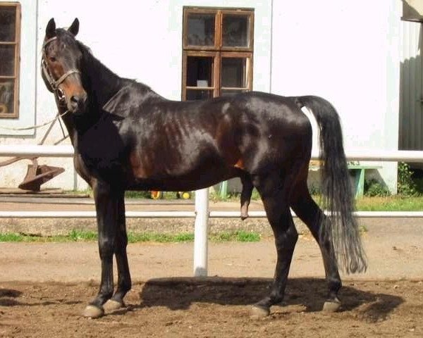 stallion Balzac (Westphalian, 1978, from Bream xx)