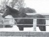 stallion Sterndeuter (Trakehner, 1954, from Stern xx)