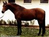 stallion Tannenberg (Trakehner, 1966, from Sterndeuter)