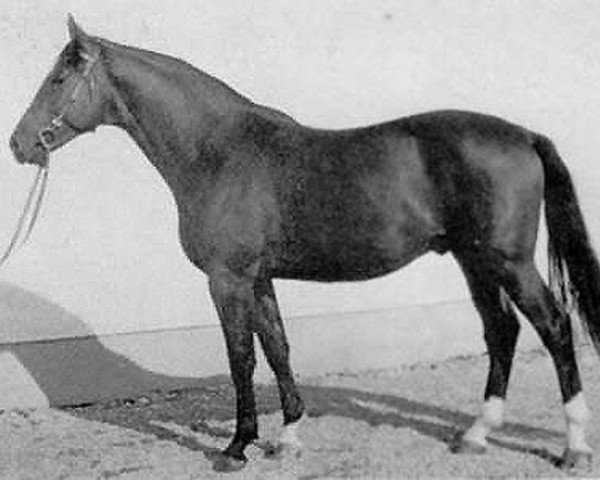 stallion Germane (Trakehner, 1970, from Tannenberg)