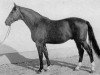 stallion Germane (Trakehner, 1970, from Tannenberg)