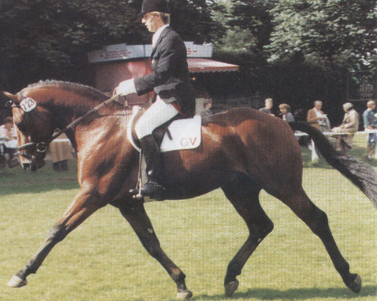 Deckhengst Winchester (Oldenburger, 1981, von Welt As)