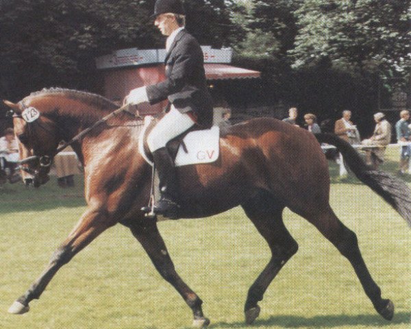 stallion Winchester (Oldenburg, 1981, from Welt As)
