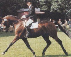 stallion Winchester (Oldenburg, 1981, from Welt As)