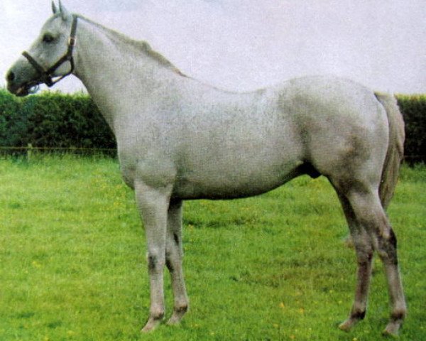 stallion Right Boy xx (Thoroughbred, 1954, from Impeccable xx)