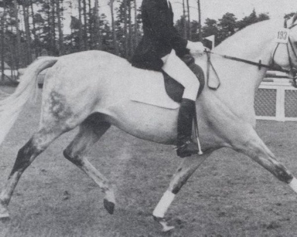 horse By Rights xx (Thoroughbred, 1963, from Right Boy xx)
