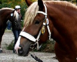 broodmare Vanny (South German draft horse, 2008, from Vigo)