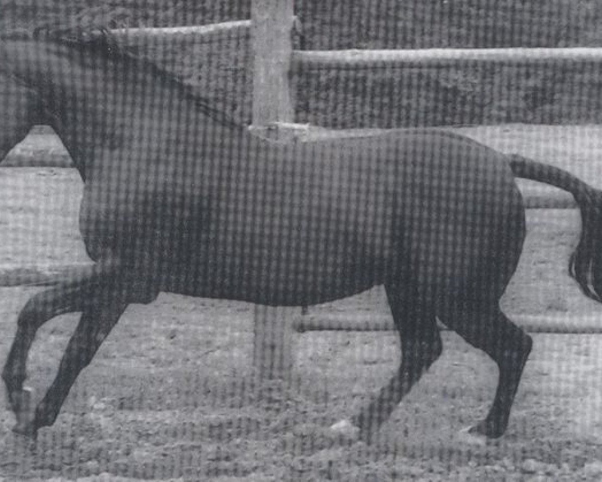 Deckhengst Waidmann (Hannoveraner, 1969, von Waidmannsdank xx)