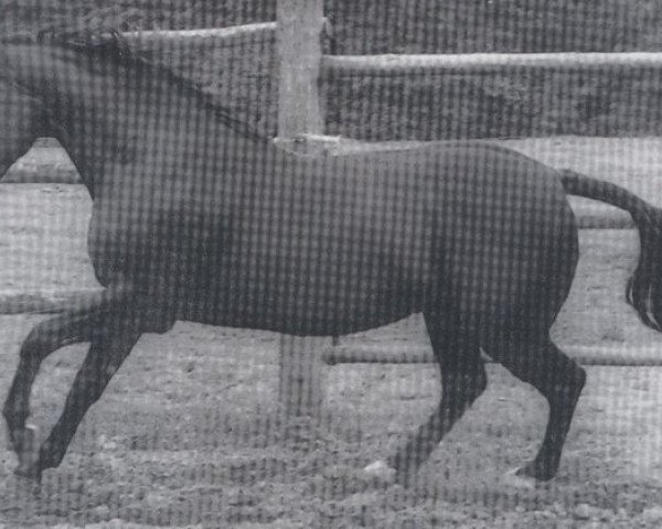 stallion Waidmann (Hanoverian, 1969, from Waidmannsdank xx)