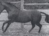 stallion Waidmann (Hanoverian, 1969, from Waidmannsdank xx)