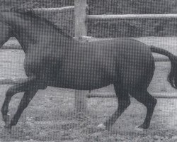 stallion Waidmann (Hanoverian, 1969, from Waidmannsdank xx)