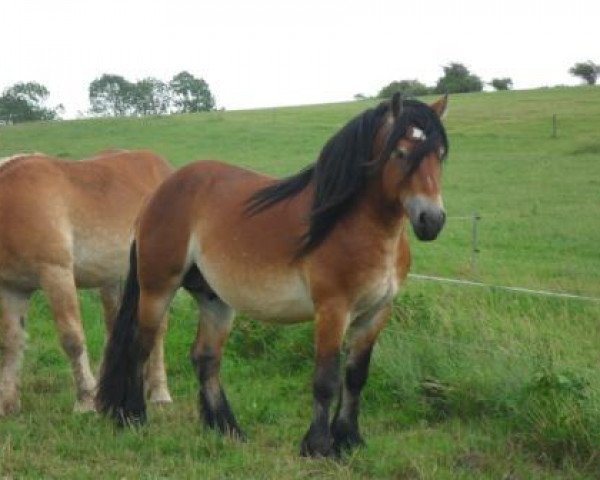 horse Oliver (Rhenish-German Cold-Blood, 2008, from Orkan)