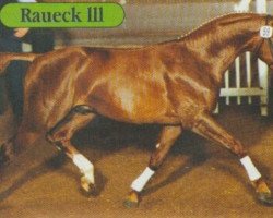 Deckhengst Raueck III (Bayer, 1991, von Rasso)